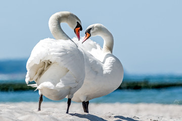 two swans (Cygnus)