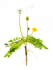 Dandelion plant (Taraxacum sp.) showing all parts and all phases of reproduction, from flower to seed dispersal.