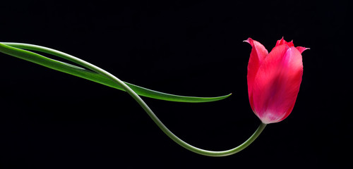 Red tulip in horizontal growth form. Although stem is growing horizontally, the flower has oriented itself upward toward the light, showing phototropism.