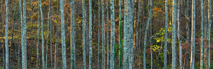 Tulip trees (Liriodendron tulipifera) and other trees at forest edge in early November in central Virginia