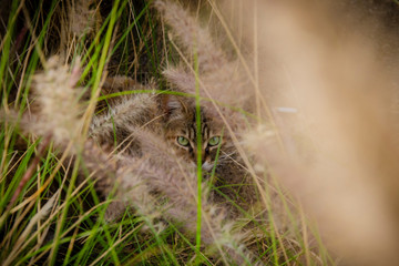 A cat with green eyes hides in the green grass and only his eyes and one ear are visible
