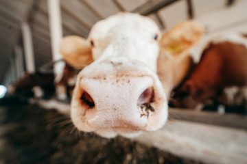 Obraz premium Blurred cow sticking their head out bars of stable to feed