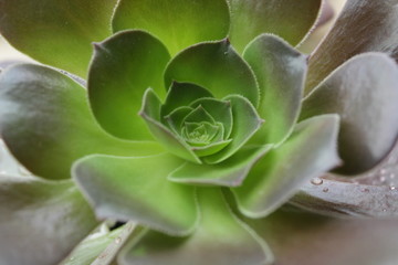 Esta é uma foto de uma planta chamada Equeveria, original do Brasil.