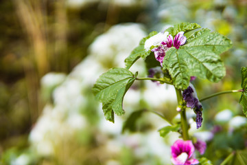 A small purple flower covered in a light dusting of snow