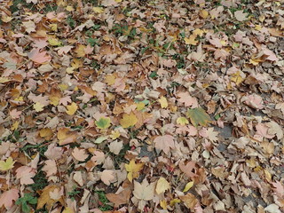 autumn colorful leavesin the nature