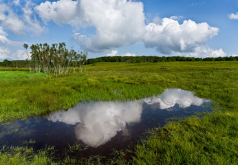 Vernal, or ephemeral, pool of water in Big Meadows in Shenandoah National Park, in central Virginia, in June.