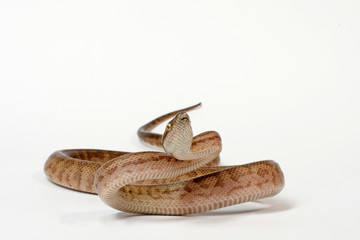 Puerto Rican boa or yellow tree boa (Chilabothrus inornatus) - Puerto Rico Boa 