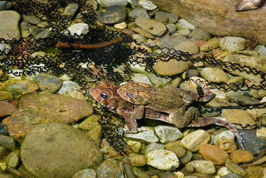 American toads (Bufo americanus) mating in shallow water of pond in central Virginia. Smaller male grasping larger female in tight grip called amplexus.
