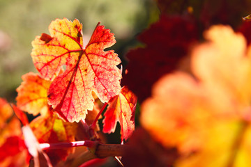 Yellow and red grape leaves