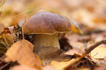 Porcini mashroom in the forest, close up