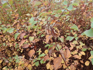 autumn colorful leavesin the nature