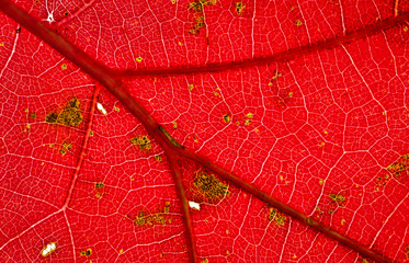 Fototapeta premium Veins in leaf of red oak (Quercus rubrum) in late November in central Virginia