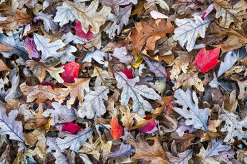 Leaves of oak and maple trees on forest floor in mid-November in central Virginia
