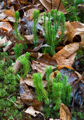 Shining clubmoss (Lycopodium lucidulum) on forest floor in central Virginia in mid-January.