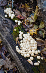 Pear-shaped puffballs (Lycoperdon pyriforme) growing on rotting log in late October in central Virginia
