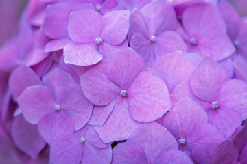 Pink Hydrangea background. Hortensia flowers surface.