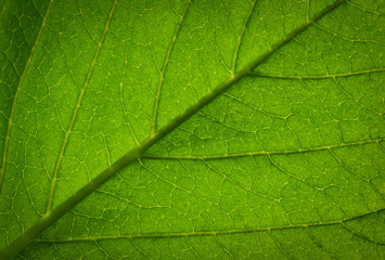 Obraz premium Close up of Green leaf texture