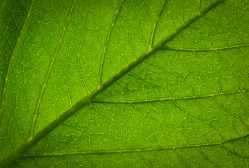 Close up of Green leaf texture
