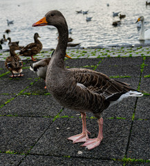 goose and ducks at the board of the lake in Reykjavik Iceland