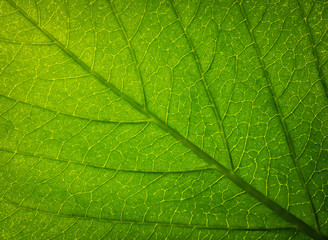 Close up of Green leaf texture