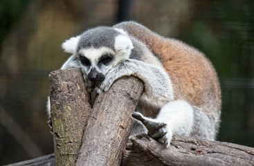 ring-tailed lemur ( lemur catta ) resting on the tree branch