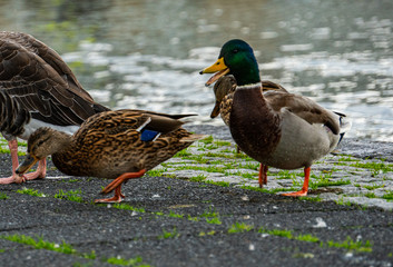 smiling duck at the board of the lake in Reykjavik Iceland