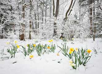 Daffodils Early Spring Snowstorm Central