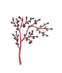 Willow branch. Herbal element. Hand painted illustration for design.