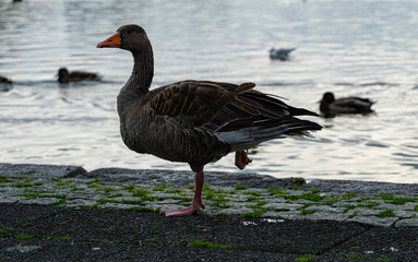 Fototapeta premium Goose with an injured leg on the board of the lake in Reykjavik Iceland