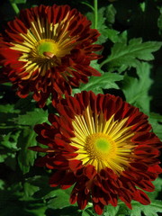 A variety of red flowers with green backgrounds