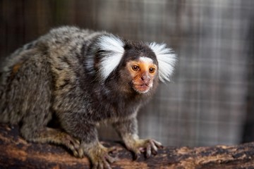 common marmoset ( Callithrix jacchus ) on the tree branch