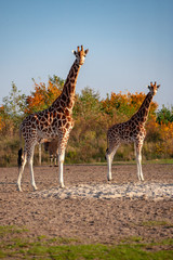 Giraffen im Sonnenlicht