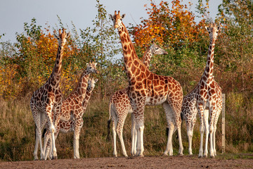 Fototapeta premium Giraffen im Sonnenlicht
