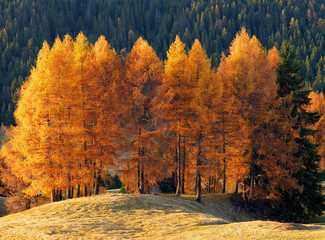 Autumn landscape of Seiser Alm, the largest high-altitude alpine meadow in Europe, Dolomites, Italy