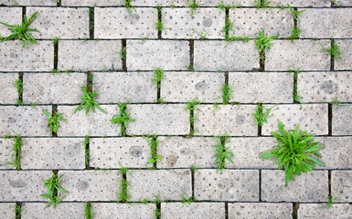 Plants growing between white bricks on sidewalk.