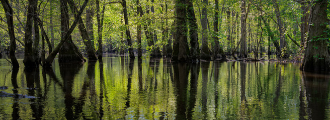 Panoramic view of virgin swamp forest of bald cypress (Taxodium distichum) and water tupelo (Nyssa aquatica) in The Nature Conservancy's Blackwater River Preserve in southeastern Virginia. - obrazy, fototapety, plakaty