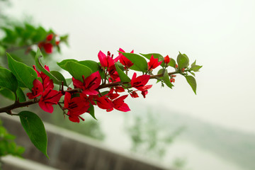 Erythrina crista Red Flowers