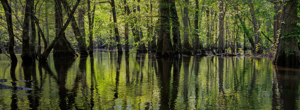 Panoramic view of virgin swamp forest of bald cypress (Taxodium distichum) and water tupelo (Nyssa aquatica) in The Nature Conservancy's Blackwater River Preserve in southeastern Virginia.