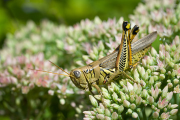 Differential grasshopper (Melanoplus differentialis) on sedum flowers in garden in central Virginia...