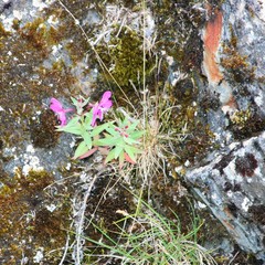 Flower growing on rocks in the snow.