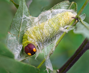 Larva (caterpillar) of silver-spotted skipper (Epargyreus clarus) within silken shelter on  in...