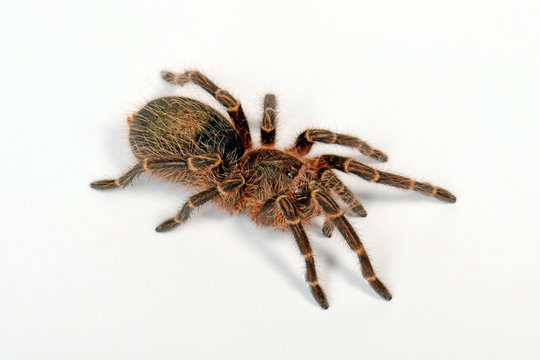 47 MEILLEURES Migale IMAGES, PHOTOS ET ILLUSTRATIONS VECTORIELLES STOCK ...