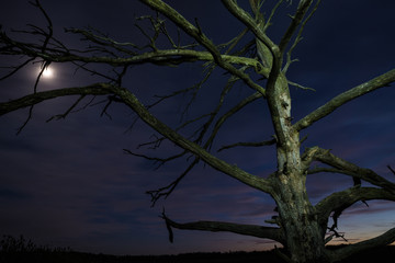 Old dead tree in moonlight in Big Meadows in Shenandoah National Park, Virginia