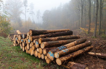 Holzstoß im Wald