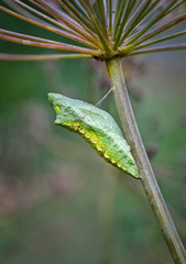 Chrysalis of black swallowtail butterfly (Papilio polyxenes) on fenel plant, the host plant of the larval stage. Note how it's suspended by a thin cord of silk.