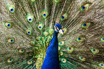Fototapeta na wymiar Beautiful colorful indian peacock. Close Up image of bird peafowl.