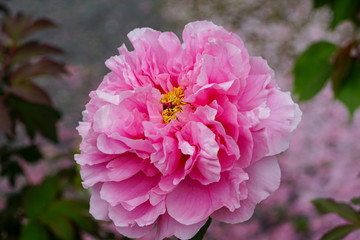 ピンクの牡丹の花