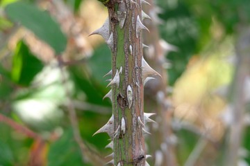 Download Dornen rosa mit Desktop Wallpaper Dornen Rosa Mit