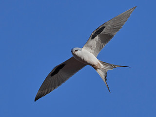 African swallow-tailed kite (Chelictinia riocourii)