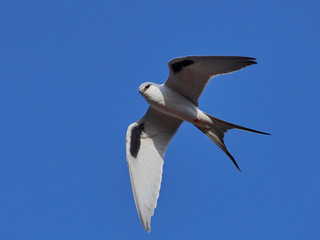 African swallow-tailed kite (Chelictinia riocourii)